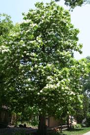 Leaves are oval with thinly pointed tips. Catalpa Speciosa Northern Catalpa Tree Catalpa Tree Shade Trees