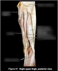 The anatomical areas found on the upper limb can serve as key landmarks to help us find important anatomical structures such as finding one of the superficial veins: Right Upper Thigh Posterior Diagram Quizlet