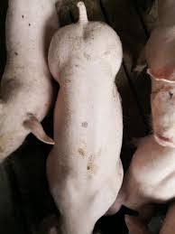 In fiecare zi, cele mai importante evenimente, transmisiuni live, analize, anchete si reportaje. 580 Lei Purcei De 10 Porci Purcei De Vanzare Expoexpres ÙÙØ³Ø¨ÙÙ