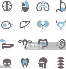 vector file of organ icon