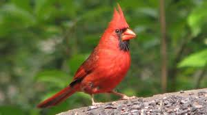 Often the young are unable to fly much the first day or two after fledging. The Cardinal S Nest Owlcation
