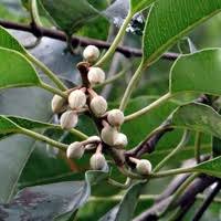 Image result for Mimusops