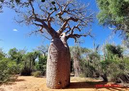 Image result for Stadmannia oppositifolia