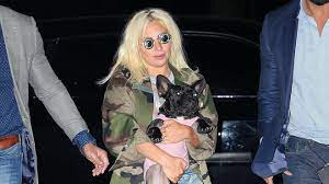 Gaga's offering $500,000 for her dogs' return. Lady Gaga S Dog Walker Shot Four Times In Hollywood As Thieves Steal Two Pets Lbc