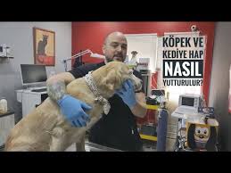Kedime Nasil Hap Yutturabilirim Youtube