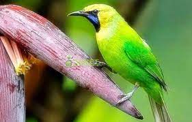 Check spelling or type a new query. Cara Merawat Burung Cucak Ranting Agar Cepat Gacor