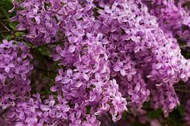 Purple flowering trees in michigan. Top 10 Flowering Trees
