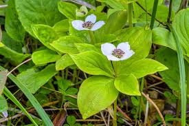 Image result for Cornaceae