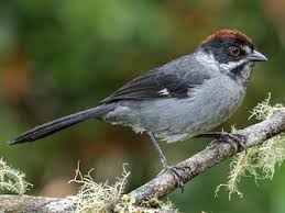 Image result for Schizostephanus alatus