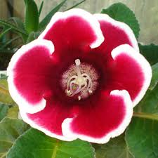 Get beautiful blooms and herbs in summer by starting these choice garden picks from seed in spring. Gloxinia Planting Care Watering Fertilizing Diseases