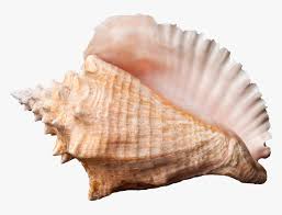 Cleaning the shells soak the shell in a bucket of clean water for an hour. Conch Shell Transparent Background Hd Png Download Transparent Png Image Pngitem