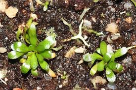 Image result for Genlisea margaretae