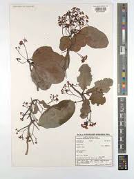 Image result for Putterlickia verrucosa