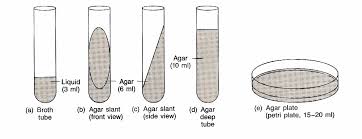 Pertumbuhan bakteri secara batch memiliki beberapa fasa. Media Pertumbuhan Buatan Mikrobiologi Mydokterhewan