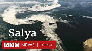 Muharrem balcı, deniz salyası, deniz ortamında oluşan mikroorganizmaların aşırı artış. Sez6udfgl7guzm