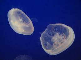 Maybe you would like to learn more about one of these? Butiran Ucapan Tentang Kehidupan Penduduk Marin Syl Ru