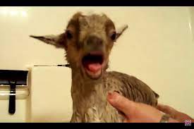 We suggest using warm water if possible. Baby Goat Is Not Happy About Getting His First Bath