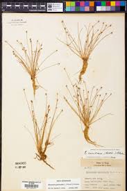 Image result for Eleocharis geniculata