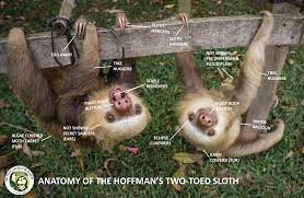 Unscienceananimal Anatomy Of A Sloth Sloth Two Toed Sloth Anatomy