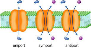 Active Transport