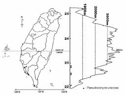 Image result for Pseudoconyza viscosa