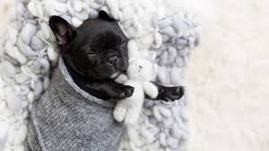The chicago french bulldog rescue appreciates any amount you can donate. French Bulldog Puppy Gets Her Very Own Newborn Photo Shoot