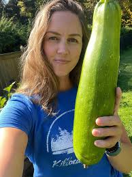 Zucchini growth in garden