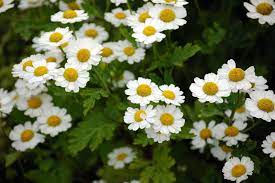 Tanacetum Parthenium Feverfew Such A Pretty Little Cottage Garden Plant Used As An Anti Inflammatory Medicinal Herb Feverfew Cottage Garden Plants Plants