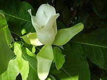 Known also as bigleaf magnolia, this tree sports leaves that can stretch from 20 to 36 inches long. Magnolia Macrophylla Wikipedia