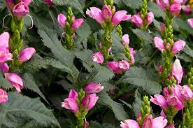 Explore holland bulb farms® variety of fall perennials shop & save today! Top 10 Fall Blooming Perennials For Your Garden Birds And Blooms