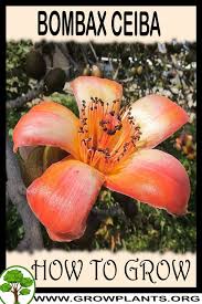 Image result for Bombax