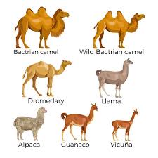 No, camels are part of well the camel family. Vicuna Facts And Beyond Biology Dictionary