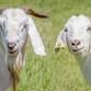 Sheep, Lamb & Goat Sale event image