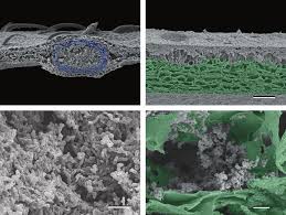Image result for Psychotria eminiana