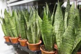 Image result for Tristachya superba