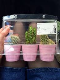 Find Out Where To Get The Bag Plants Planting Flowers Plant Aesthetic