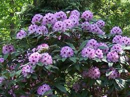 Rhododendron Blue Ensign Described By Ichael Dirr As Having Lavender Blue Flowers With A Distinctive Dark Blotch Hardy To 1 In 2020 Plants Rhododendron Blue Flowers