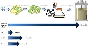 Cell culture media, also known as growth media, is an umbrella term that encompasses any gel or liquid created to support cellular growth in an artificial environment. Recent Advances In Mammalian Protein Production Sciencedirect