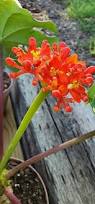 Image result for Jatropha podagrica