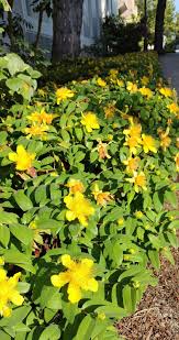 Image result for Hypericum humbertii