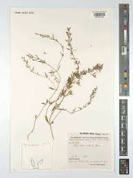 Image result for Neurotheca