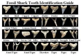 Shark Teeth Identification Sharktooth Shark Shark Teeth