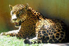 A noun is a word referring to a person, animal, place, thing, feeling or idea (e.g. Jaguar Wiktionary