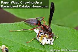 The tomato hornworm is one of the largest caterpillars seen in the garden, reaching lengths of 4 inches or more by the time it's done feasting on tomato leaves. Hidden Hornworms Bygl