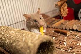 What should you do when you identify signs of pests? First Thing To Do If You See Signs Of Pest Infestation Pest Exterminators