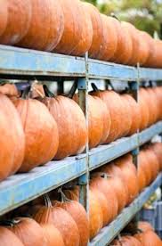 Conservazione Della Zucca Post Raccolta Scopri Come Conservare Le Zucche It Haenselblatt Com