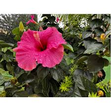 Image result for Hibiscus kirkii