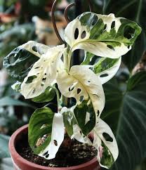 Definitel Variegata Variegata Definitel Adasonii Monstera Monstera Adasonii Weitere Weitere Schone Schne House Plants Variegated Plants Plant Goals