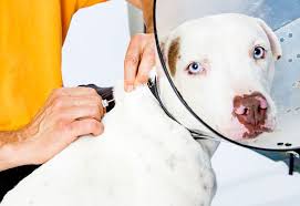 Enter your zip code & find info on low cost vet. Pet Microchips How They Work And Why They Re Important