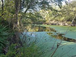 About 2 hours west of st. Santa Fe River Paddling Trail N Florida E Z Map 100 Photos Paddleflorida Net